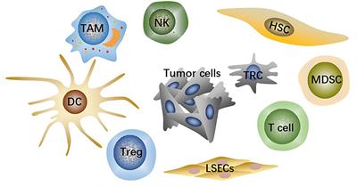 A key driver to promote HCC: Cellular crosstalk in tumor microenvironment